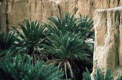 Natur